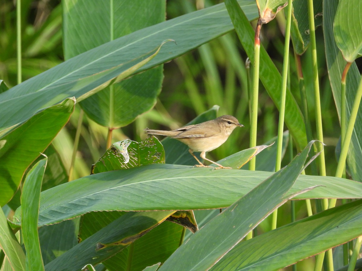 Dusky Warbler - ML646825726