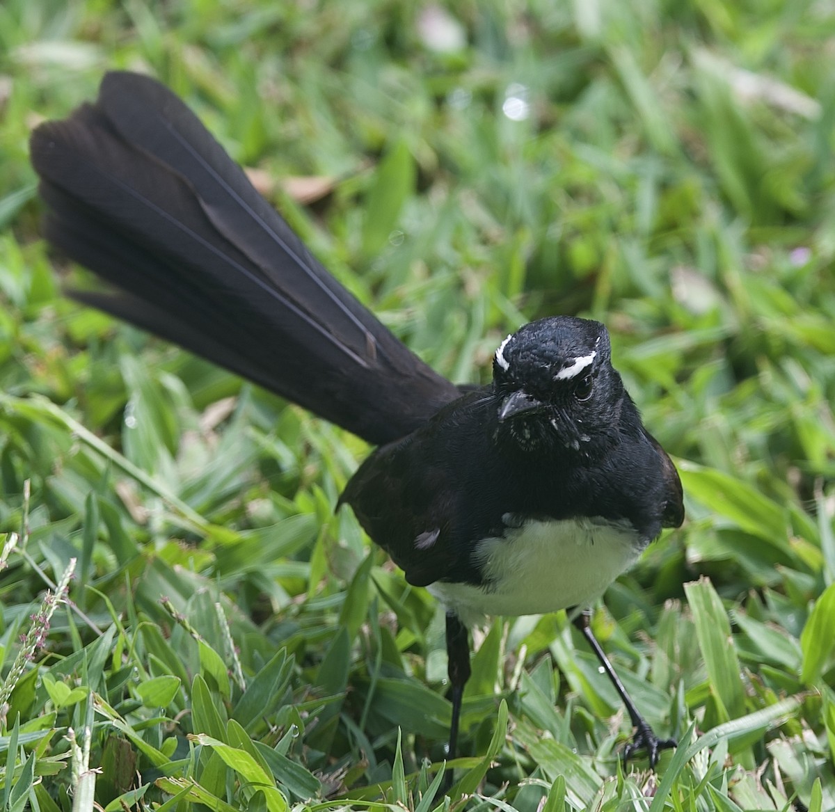 Willie-wagtail - ML646825728