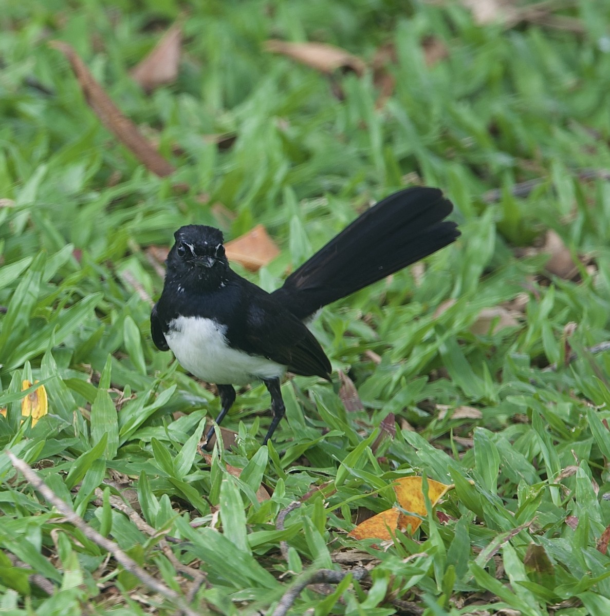 Willie-wagtail - ML646825729