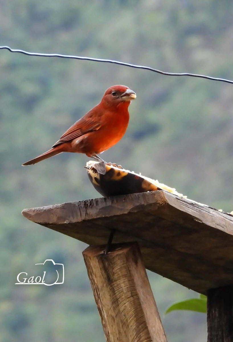 Піранга червона - ML646825738