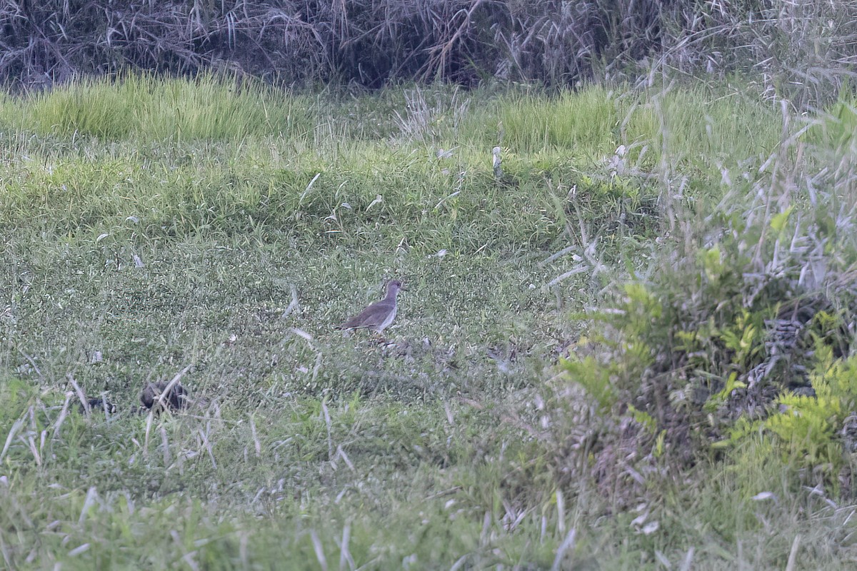 Чайка сіра - ML646825740