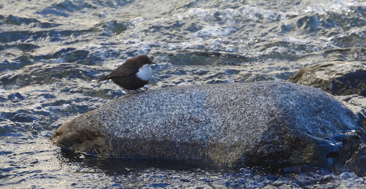 White-throated Dipper - ML646825741