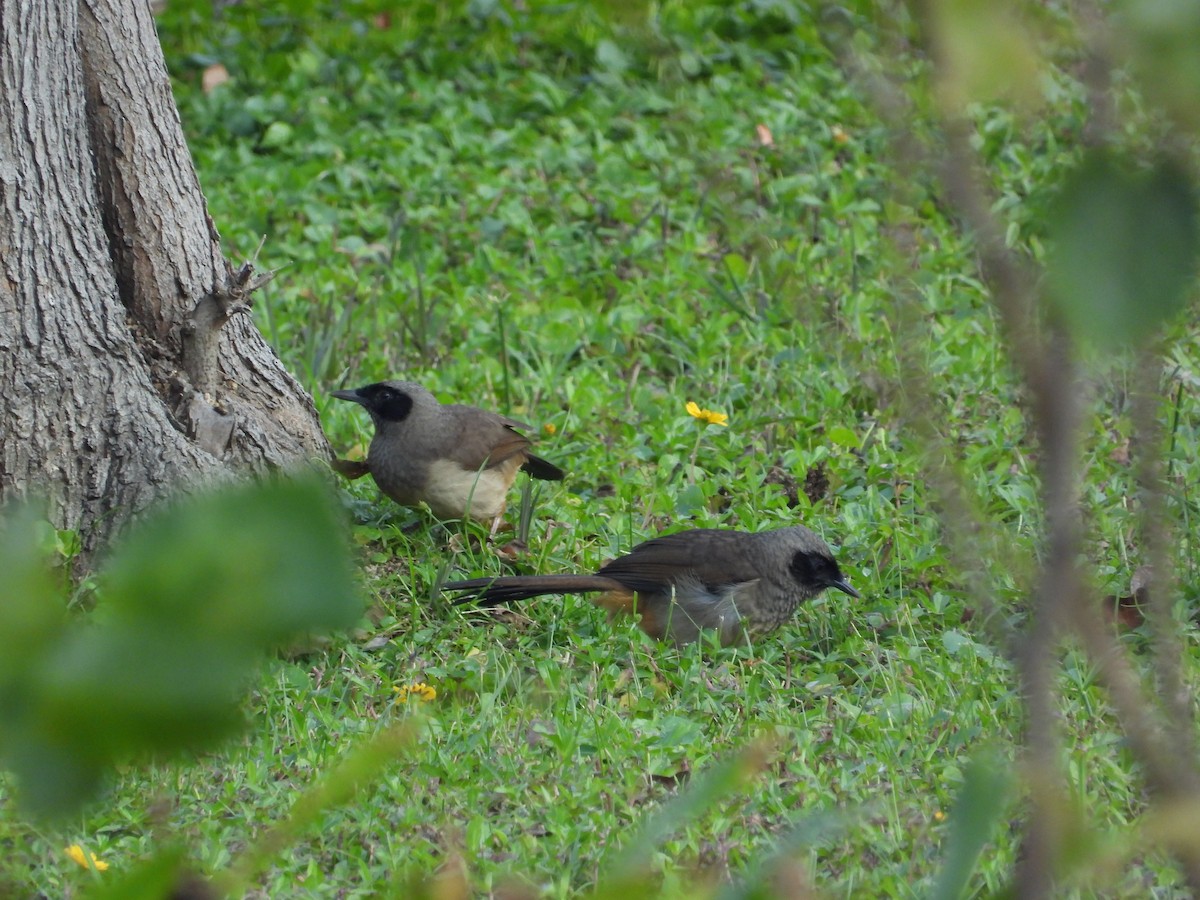 Masked Laughingthrush - ML646825744
