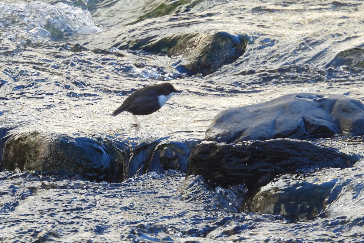 White-throated Dipper - ML646825747
