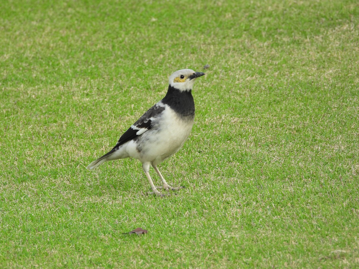 זרזיר שחור-קולר - ML646825749