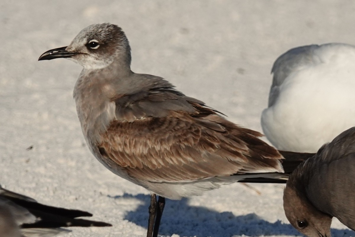 Мартин карибський - ML646825750