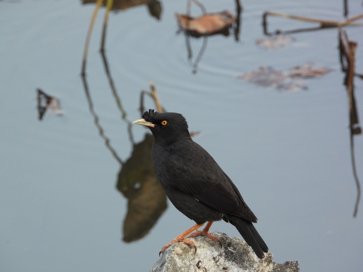 Crested Myna - ML646825751