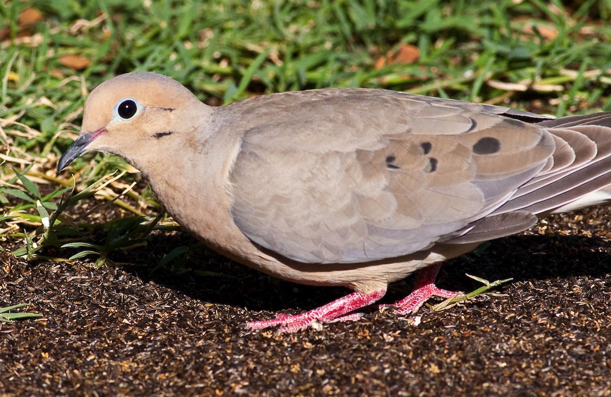 Mourning Dove - ML646825752