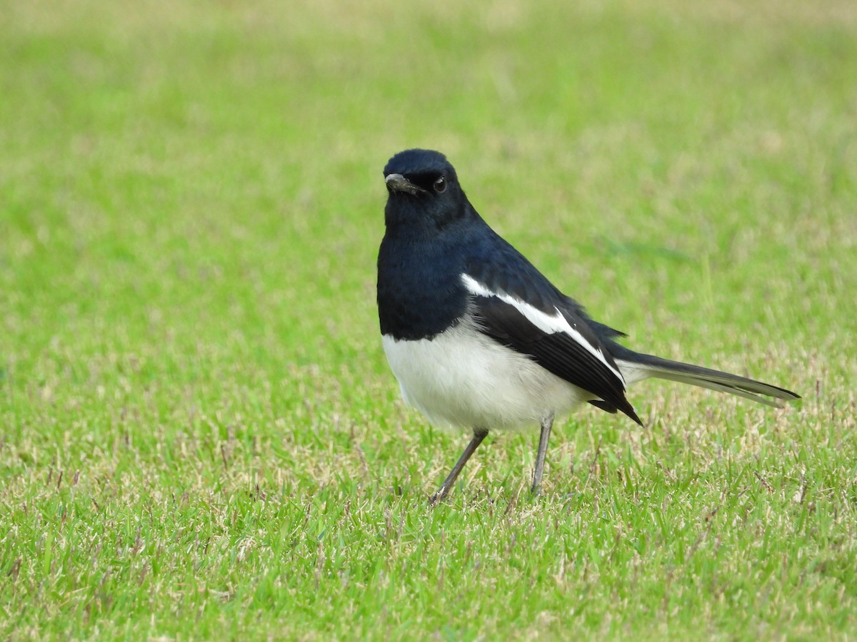 Oriental Magpie-Robin - ML646825759