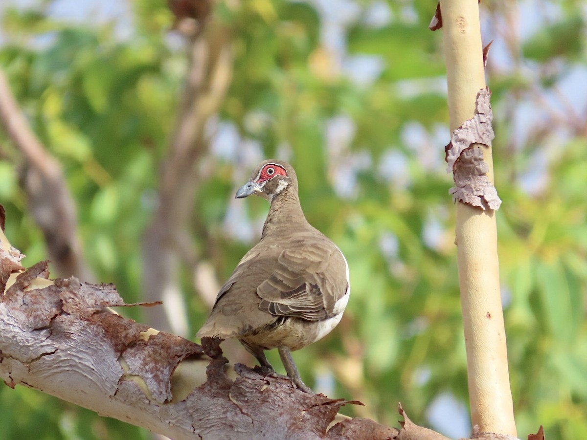 Partridge Pigeon (Red-faced) - ML646825760