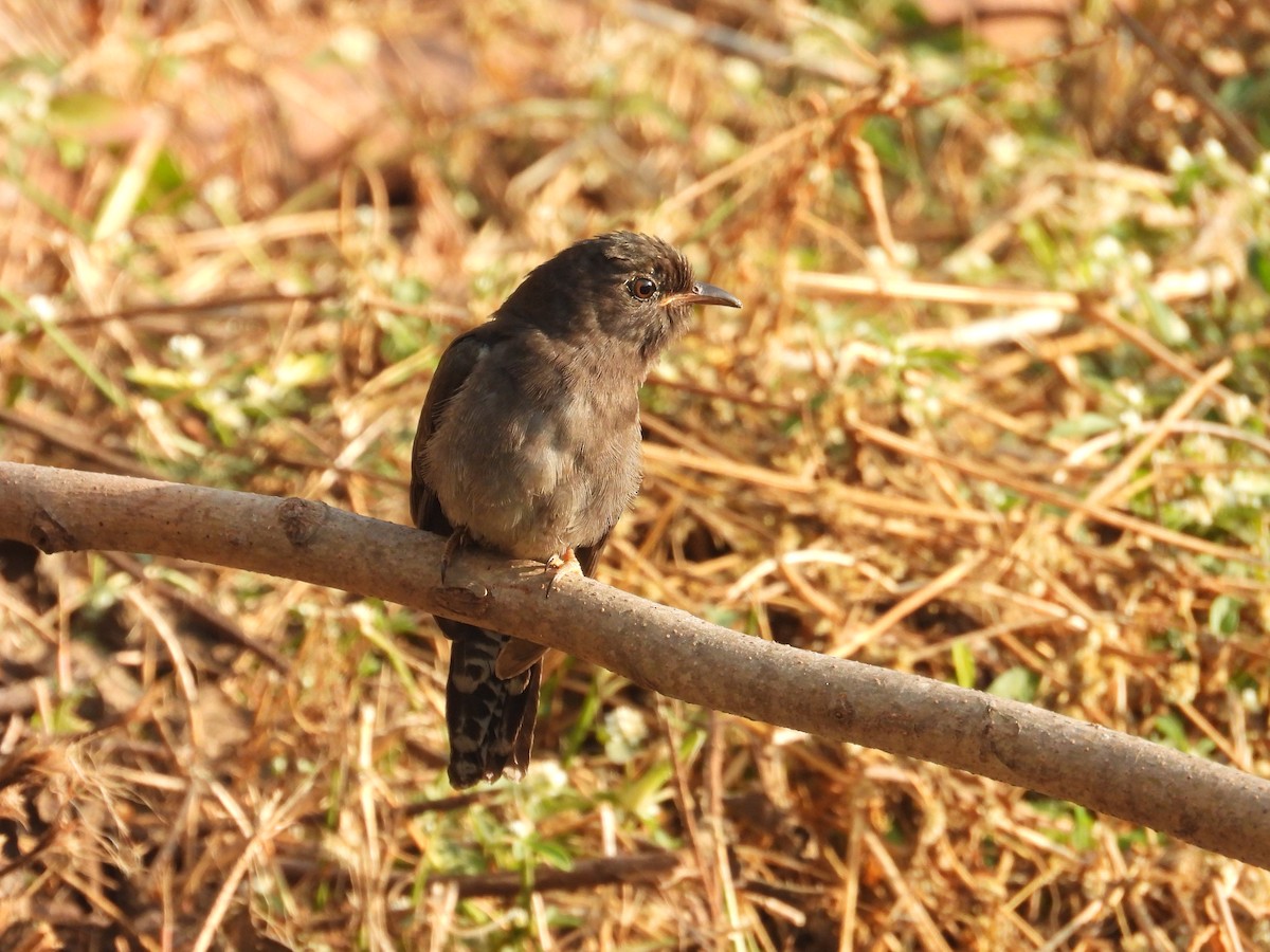 Gray-bellied Cuckoo - ML646825761