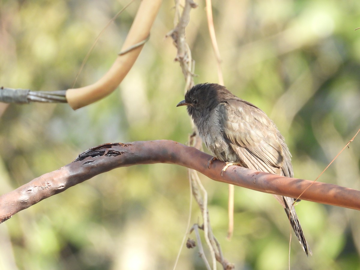 Gray-bellied Cuckoo - ML646825762