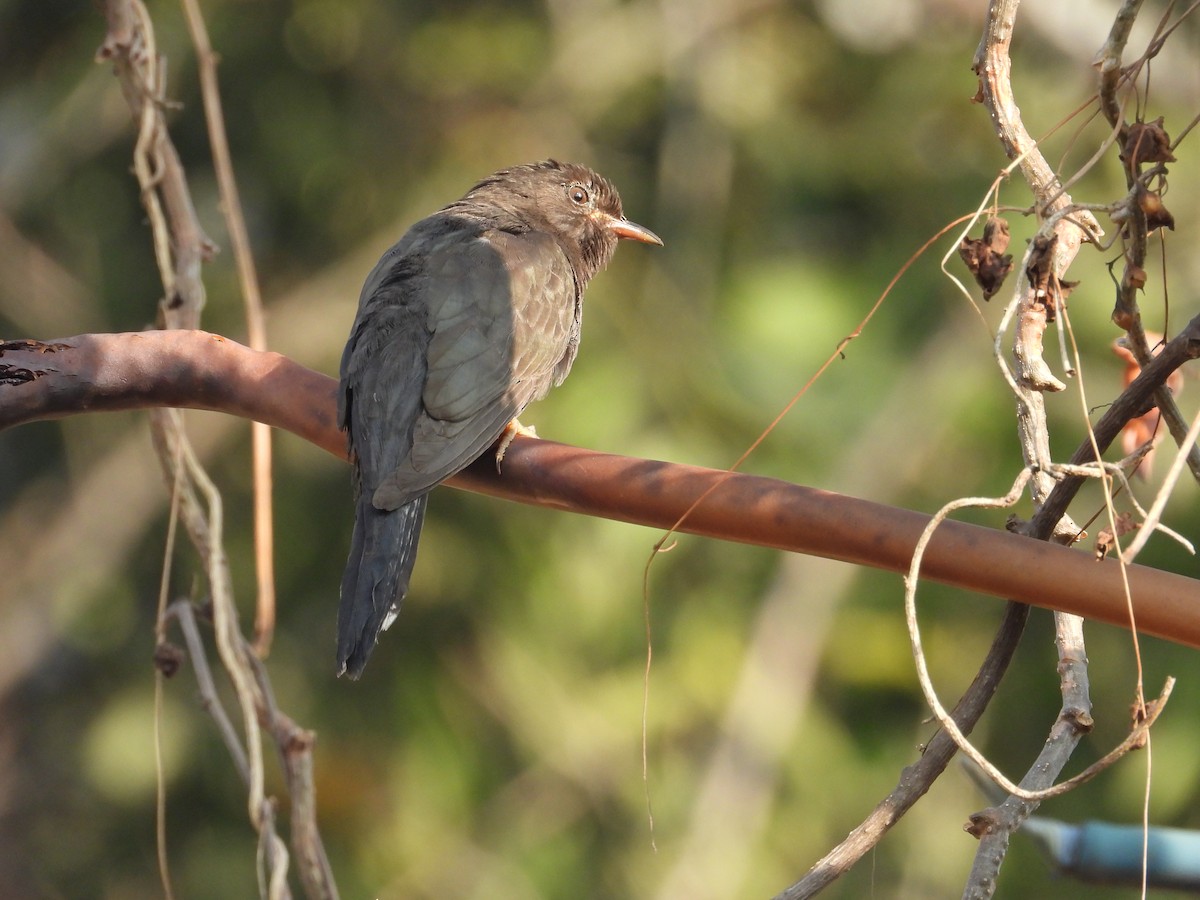 Gray-bellied Cuckoo - ML646825763