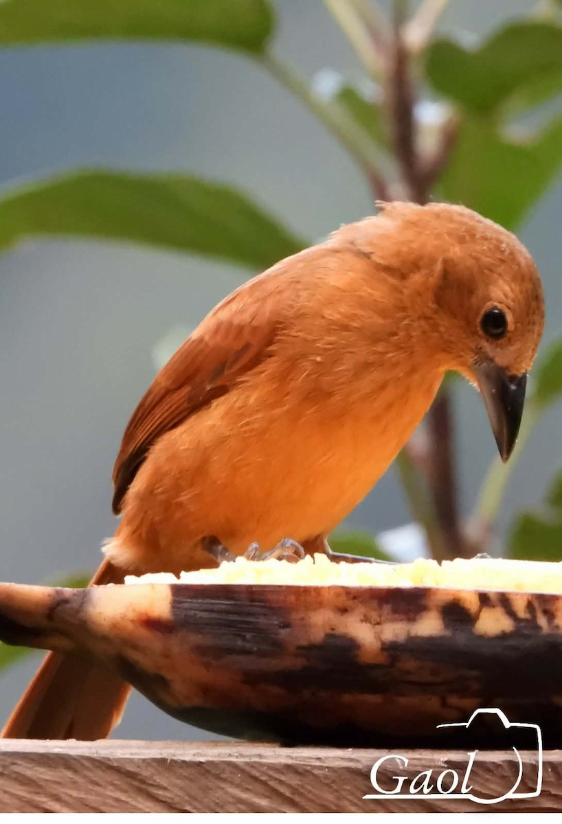 Танагра-жалібниця велика - ML646825768