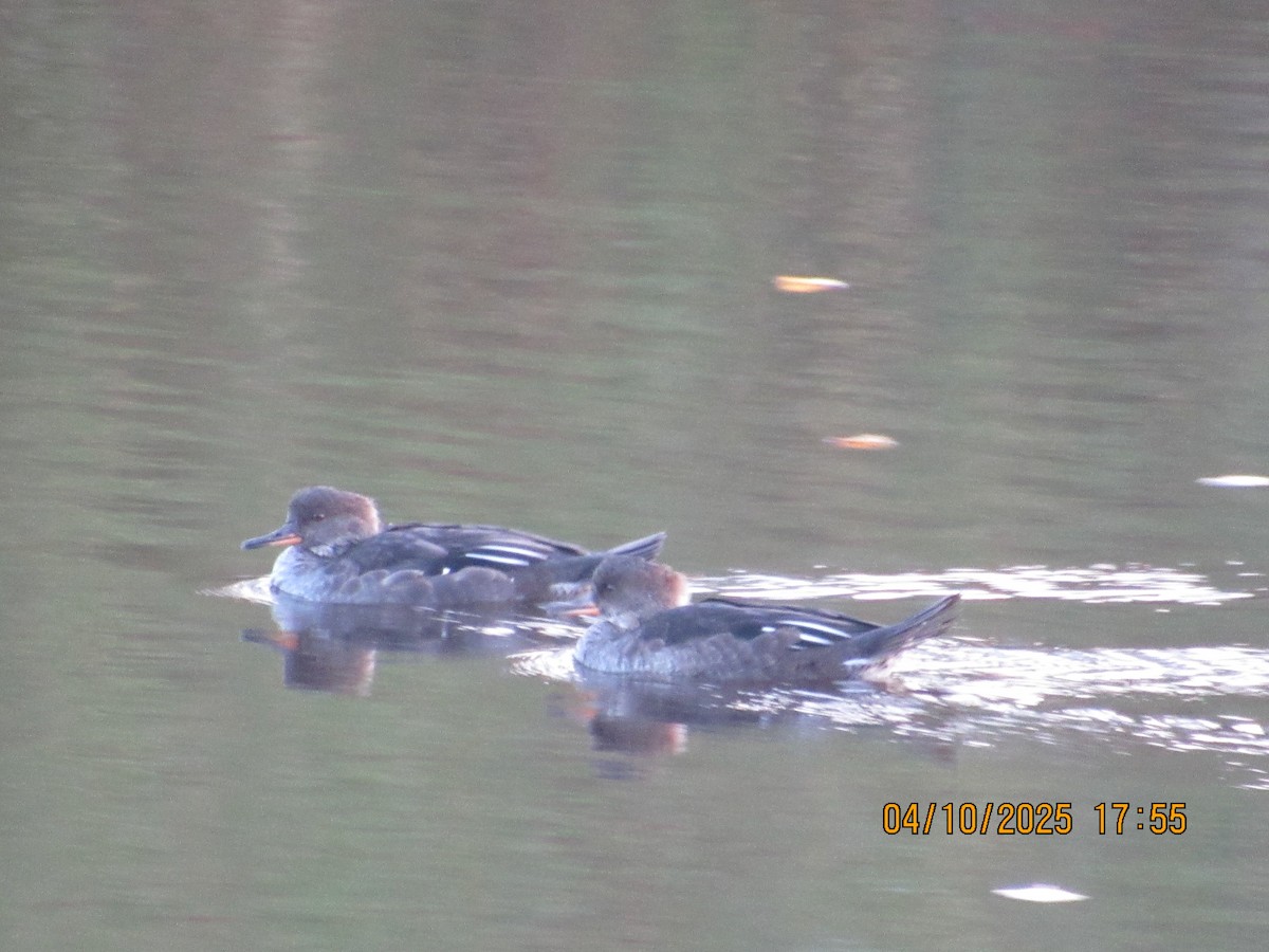Hooded Merganser - ML646825769