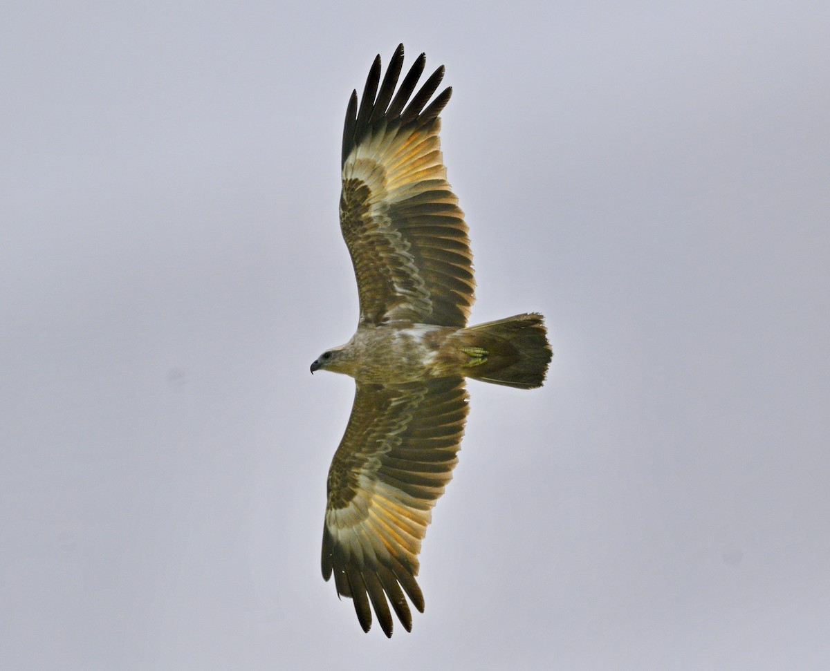 Brahman Çaylağı - ML646825770