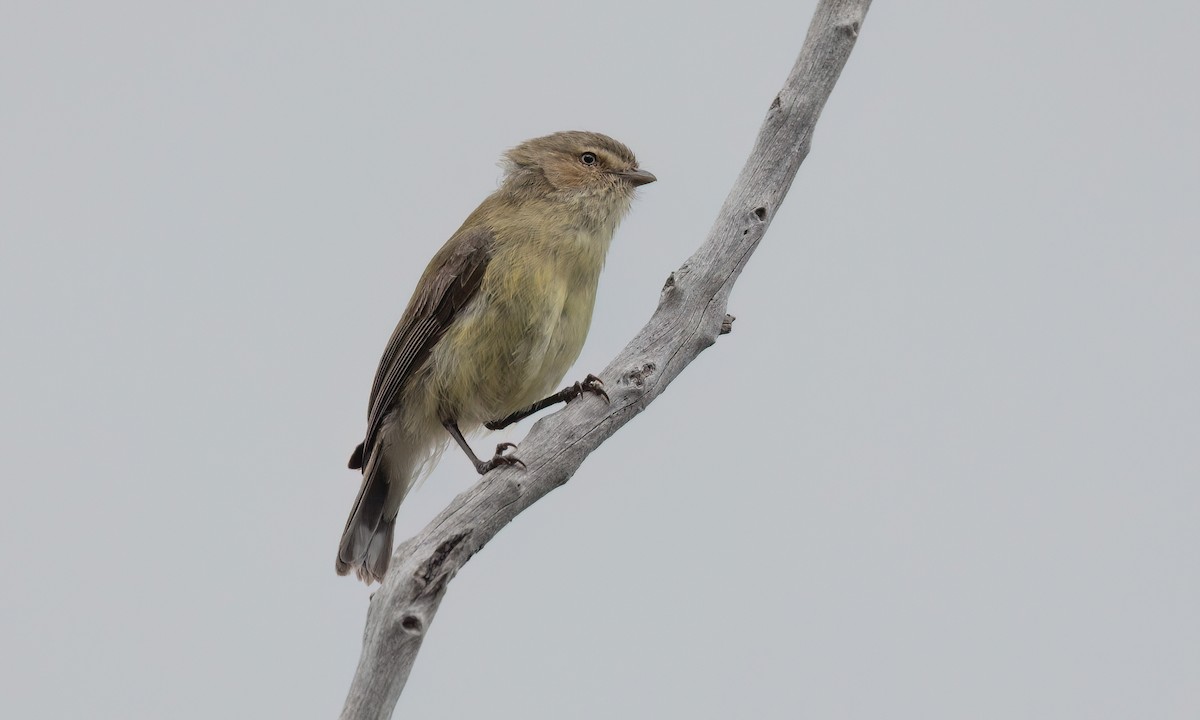 Gerigón Piquicorto - ML646825772