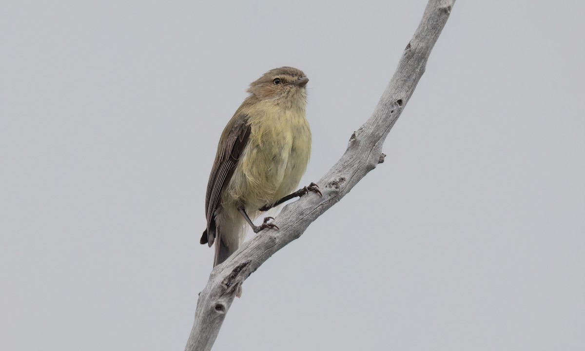 Gerigón Piquicorto - ML646825773