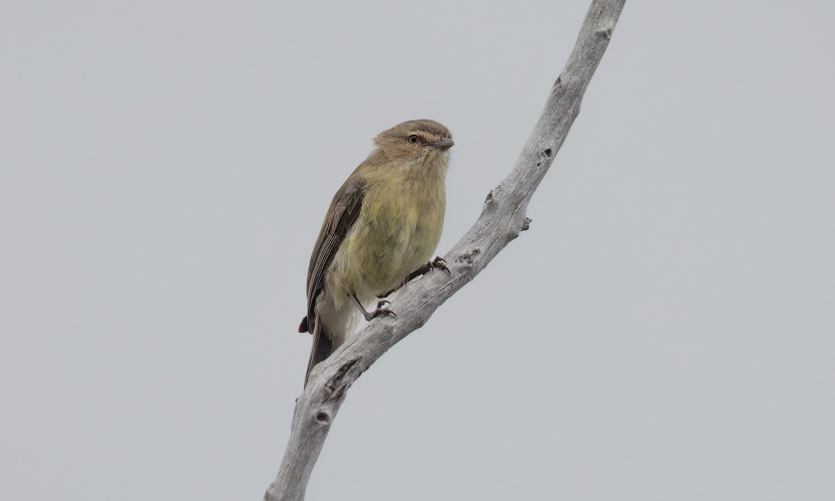 Gerigón Piquicorto - ML646825774