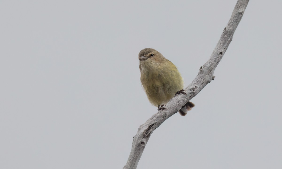 Gerigón Piquicorto - ML646825775