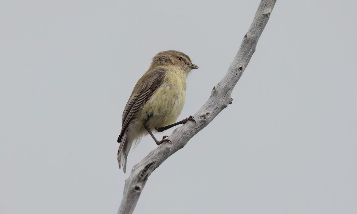 Gerigón Piquicorto - ML646825777