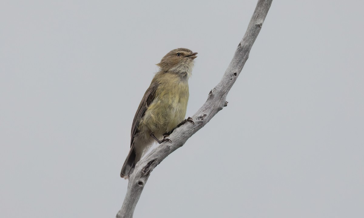 Gerigón Piquicorto - ML646825778