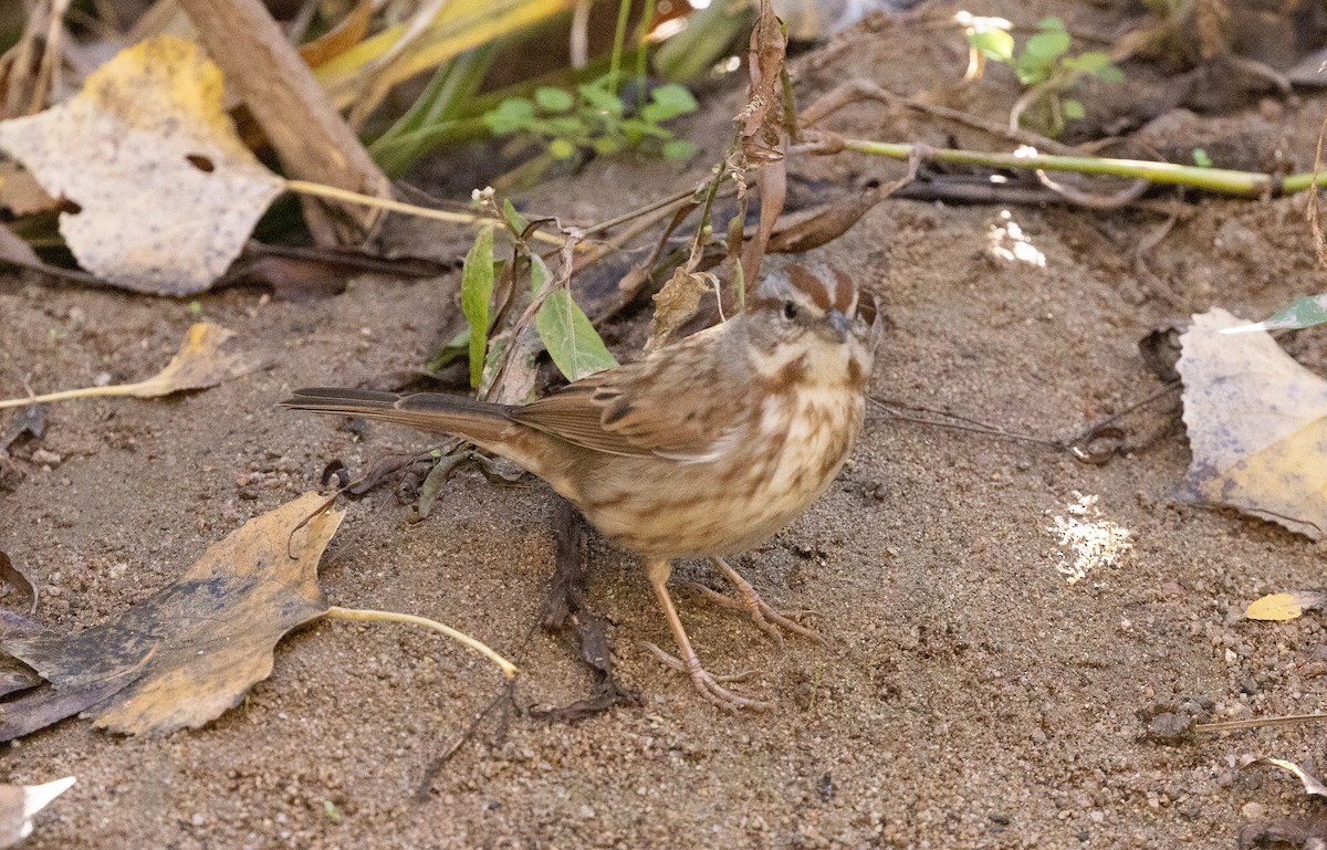 Пасовка співоча - ML646825783