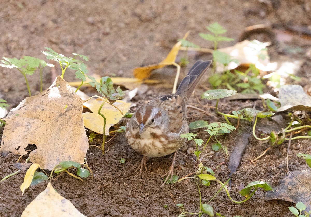 Пасовка співоча - ML646825784