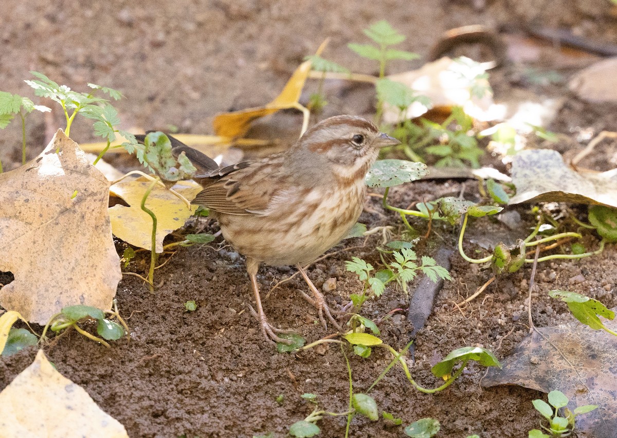 Пасовка співоча - ML646825785