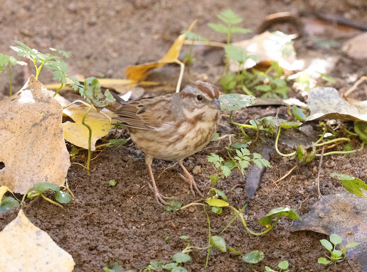 Пасовка співоча - ML646825786