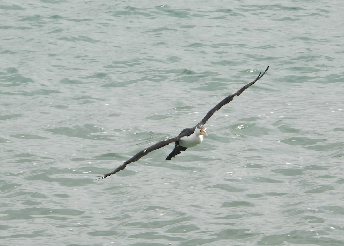 Пегий баклан - ML646825792