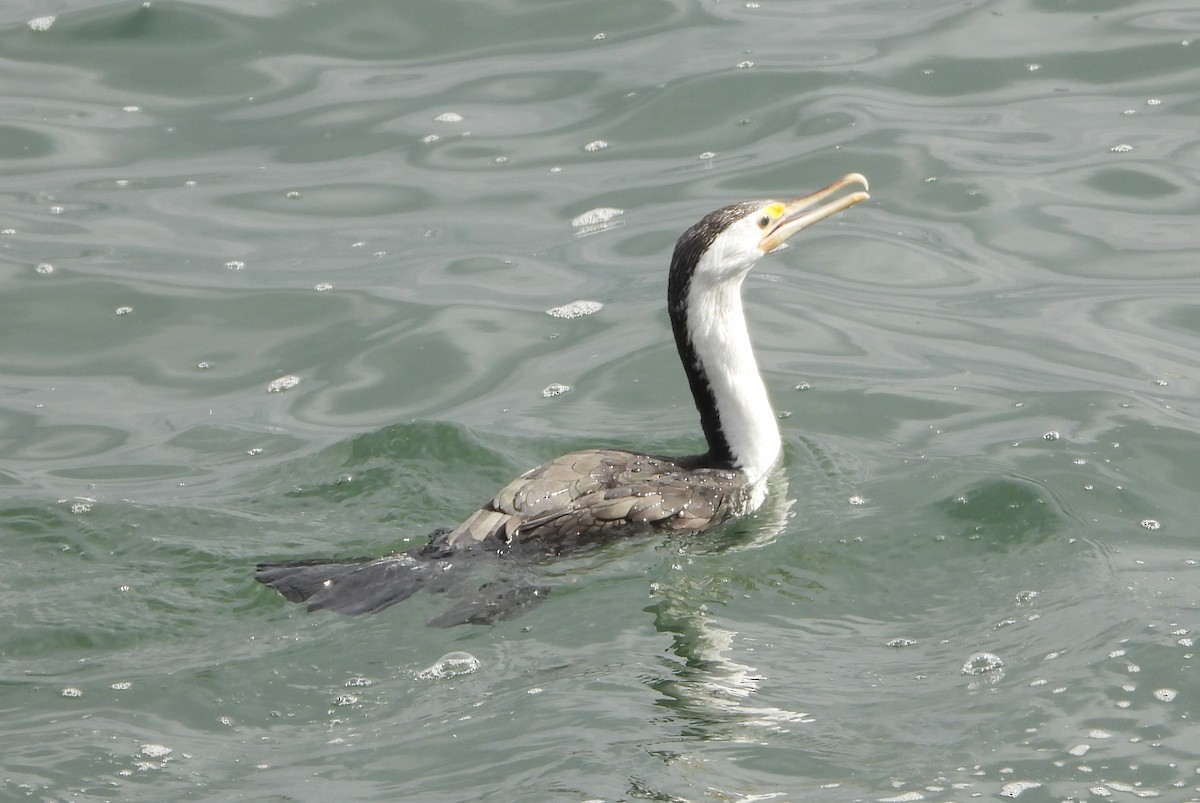 Пегий баклан - ML646825793
