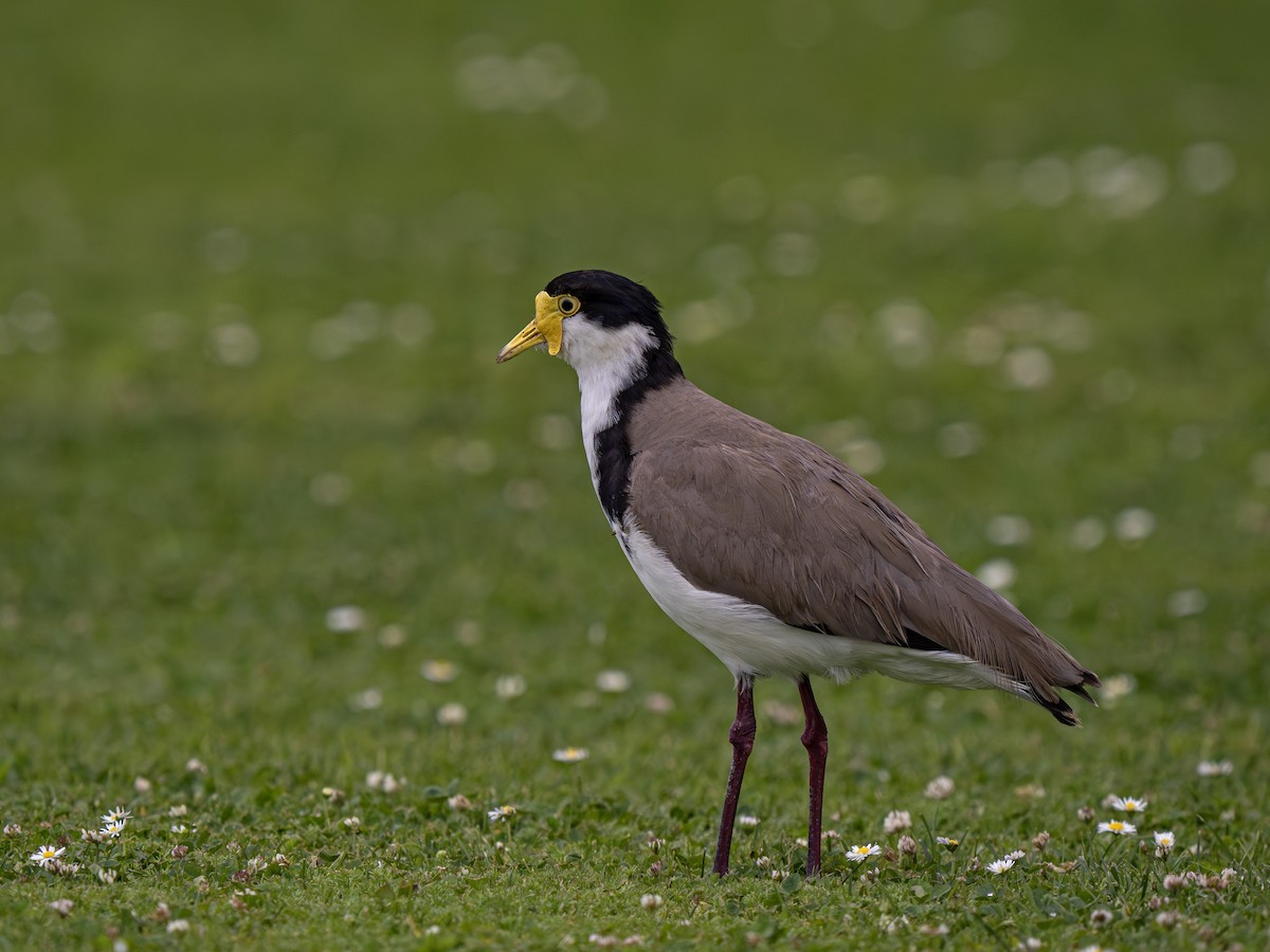 čejka australská - ML646825794