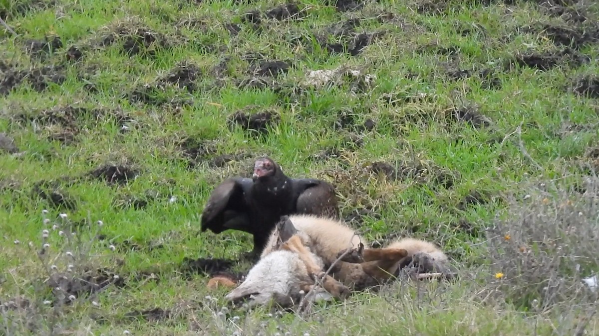 Turkey Vulture - ML646825795