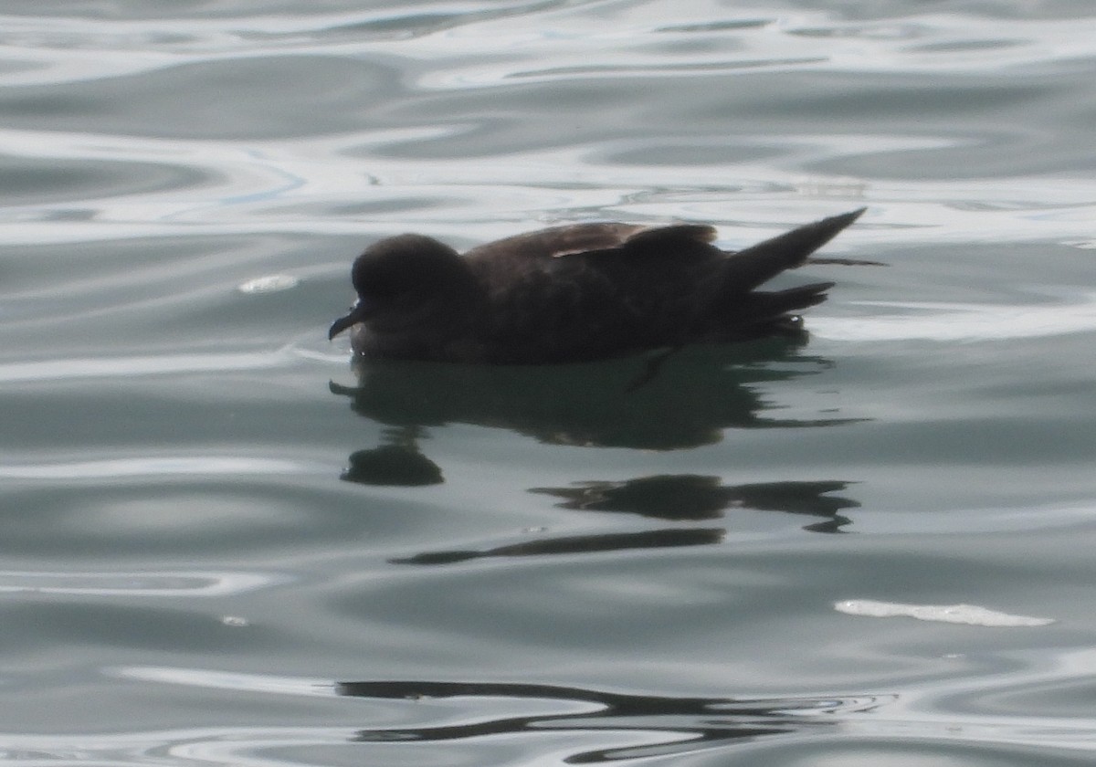 Тонкоклювый буревестник - ML646825796