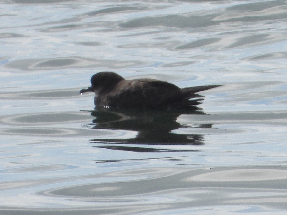 Тонкоклювый буревестник - ML646825797