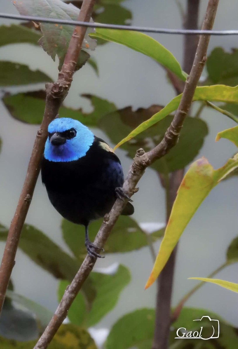 Tangara Cabeciazul - ML646825798