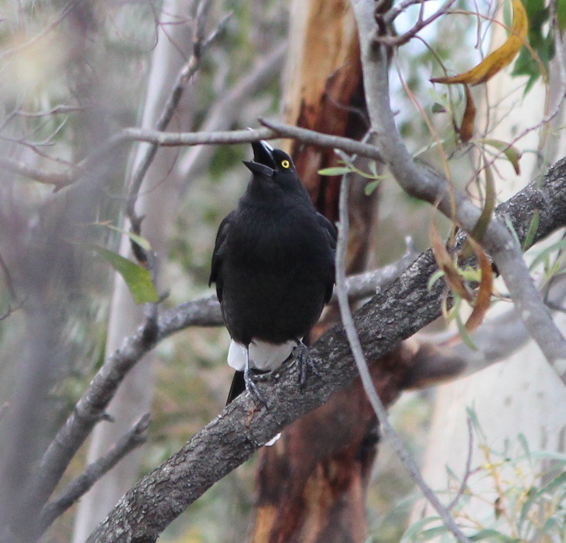 Pied Currawong - ML646825801