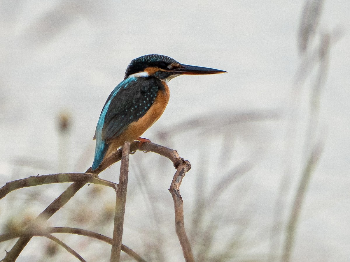 Common Kingfisher - ML646825802