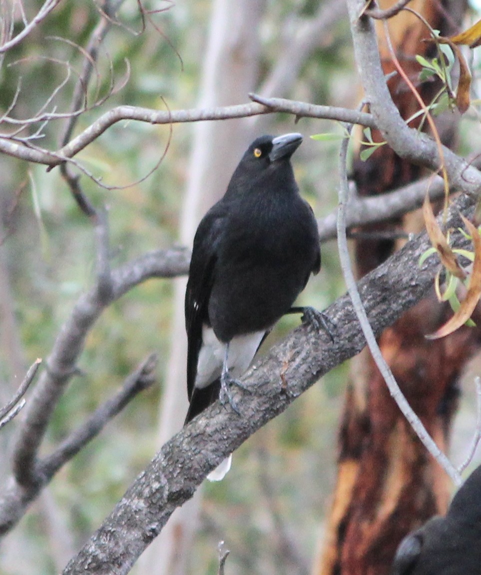 Pied Currawong - ML646825803
