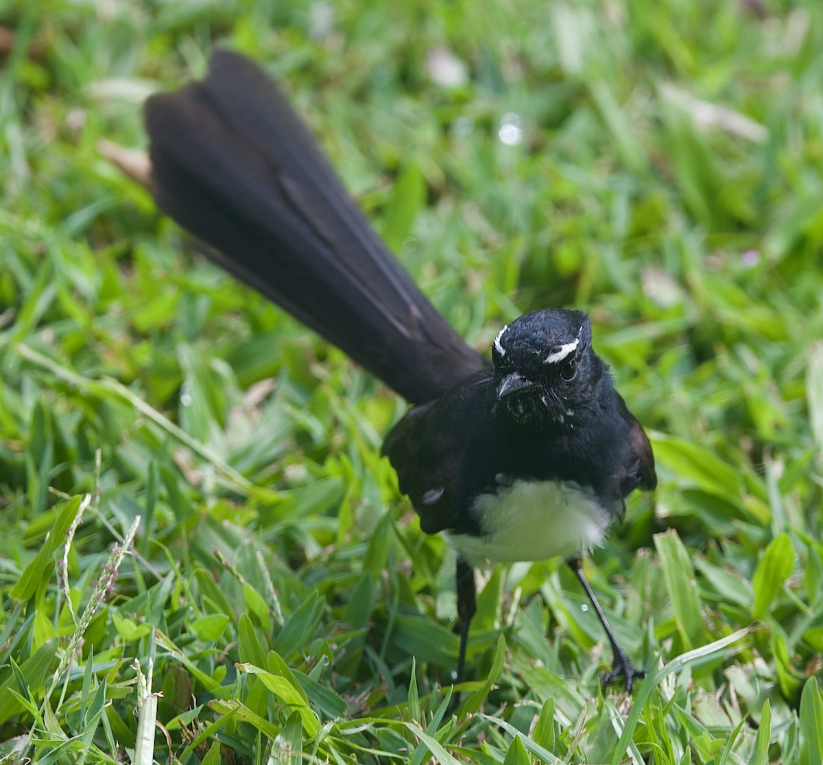 Willie-wagtail - ML646825804