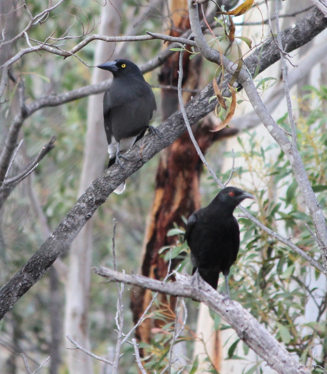 Pied Currawong - ML646825805