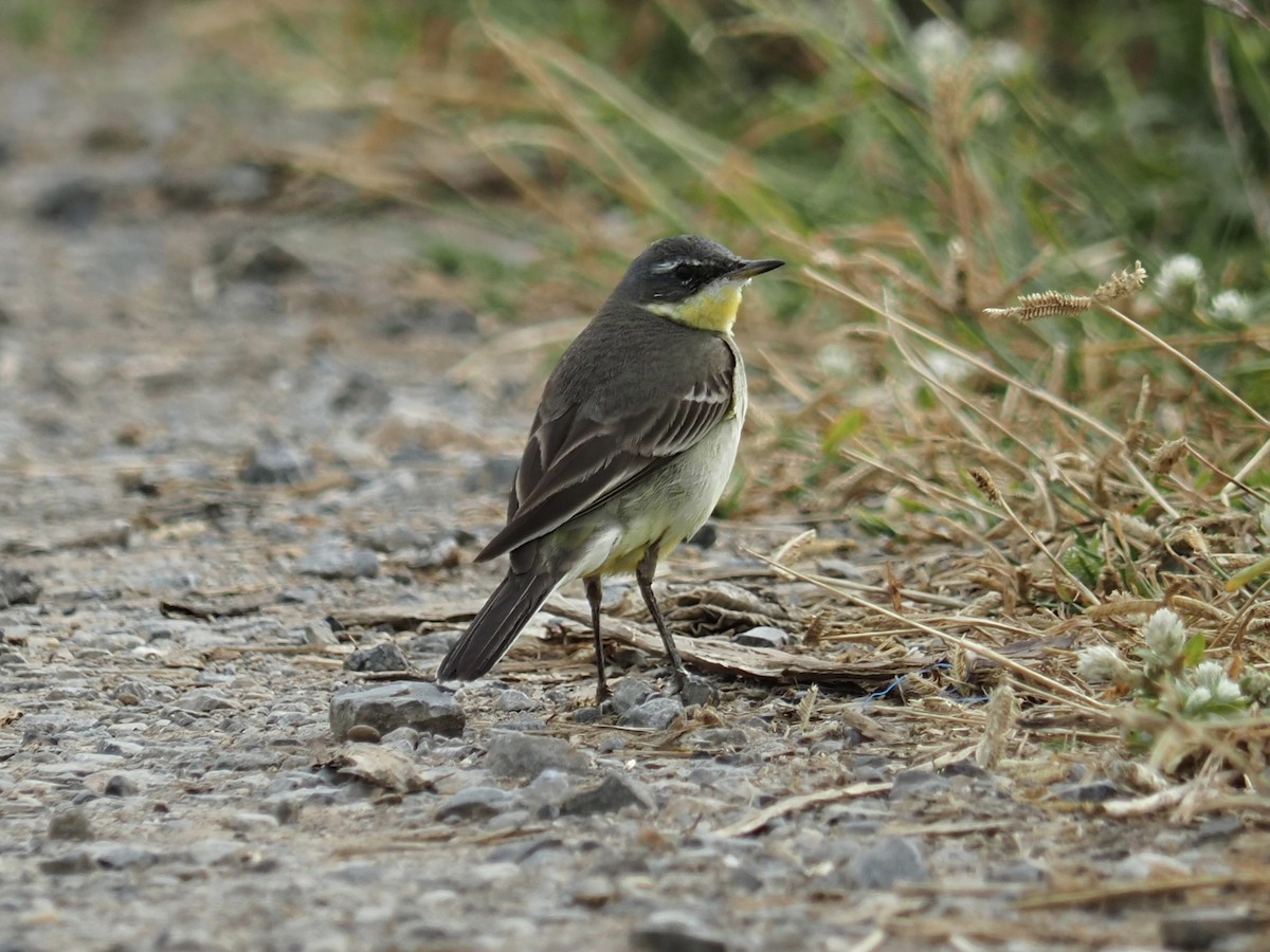 Eastern Yellow Wagtail - ML646825806