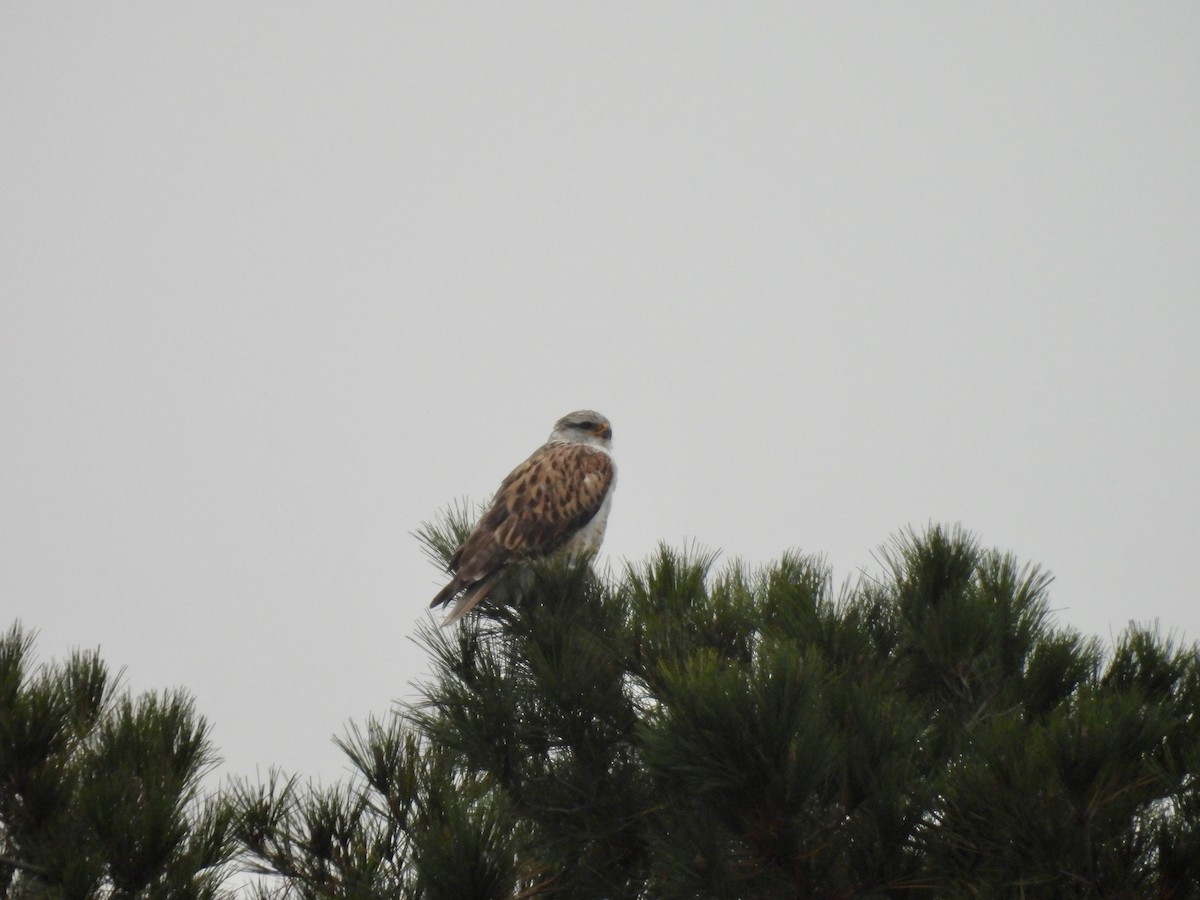 Ferruginous Hawk - ML646825811