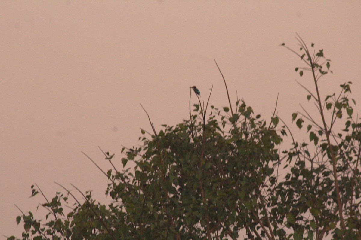 White-throated Kingfisher - ML646825817