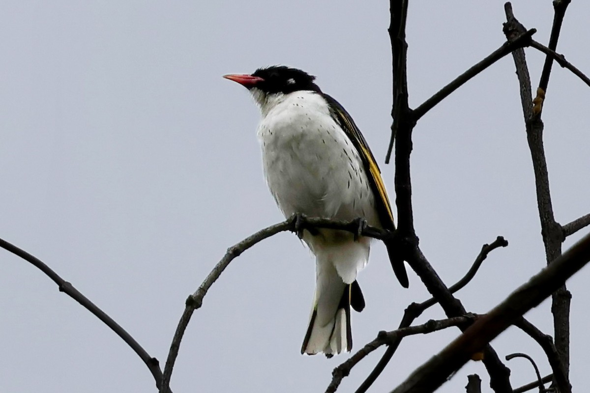 Rotschnabel-Honigfresser - ML646825818