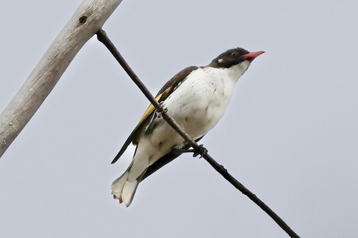 Rotschnabel-Honigfresser - ML646825819