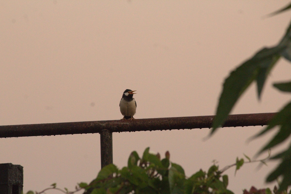 Indian Pied Starling - ML646825827