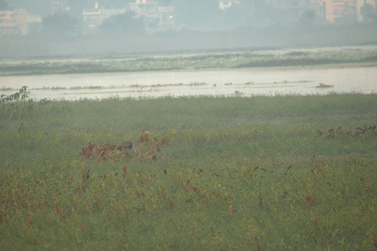 Purple Heron - ML646825828
