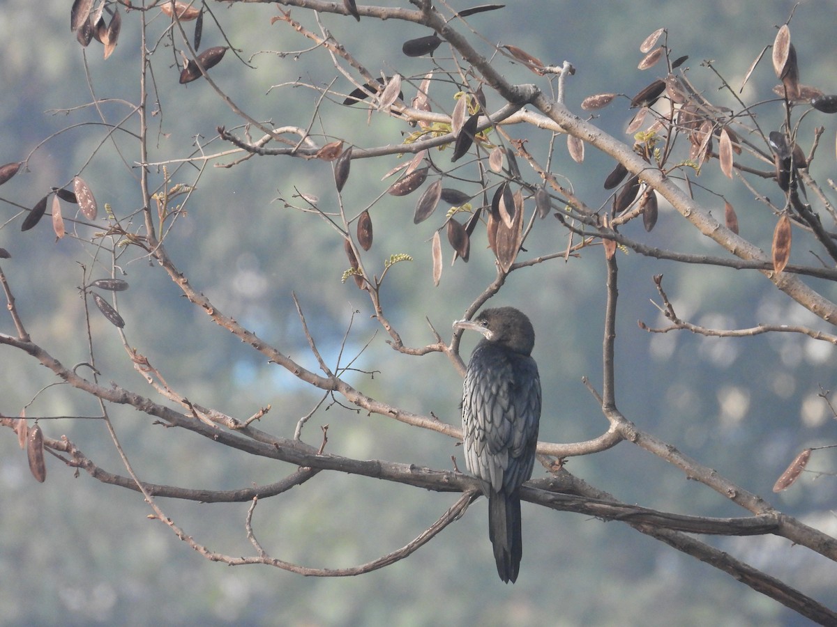 Little Cormorant - ML646825829